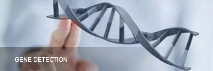 Yinfeng Biological Group.,LTD